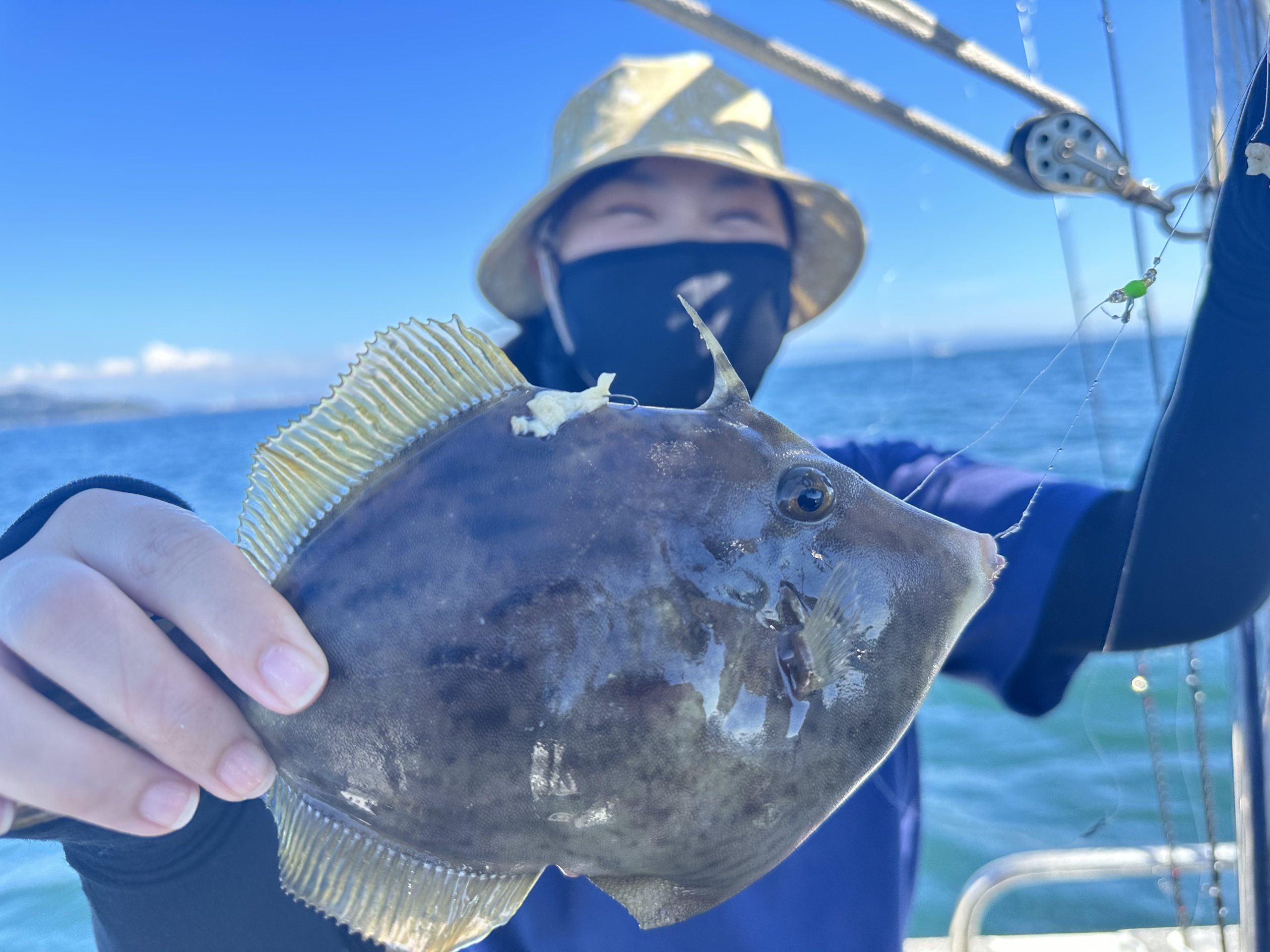 カワハギ】9月16日の結果 | 和歌山県｜加太｜タイラバ｜釣り船｜白墨丸